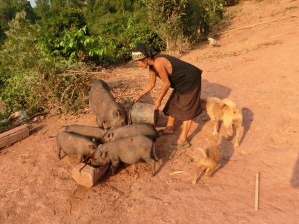 akha (36)